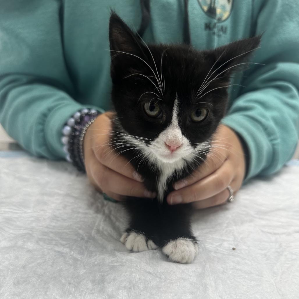 Oreo, Adoptable, Kitten Female Domestic Short Hair.