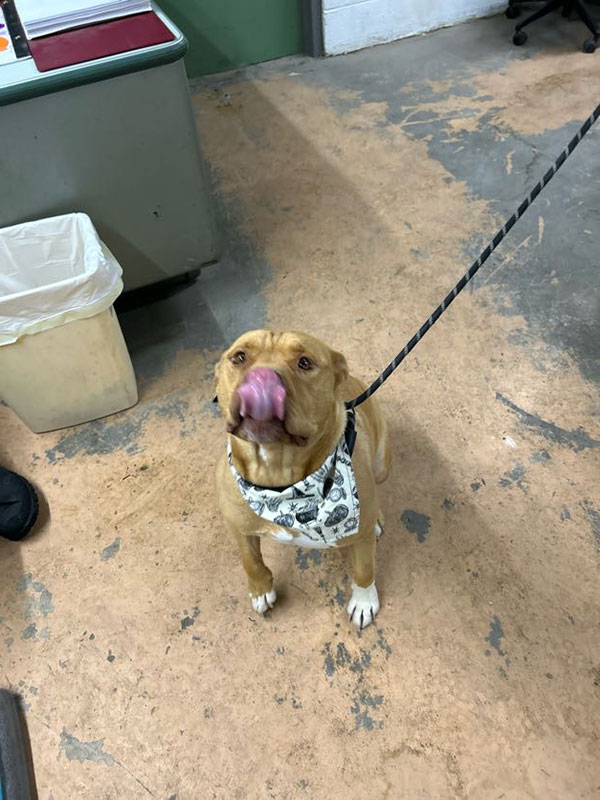 Enlarge Ghost *Courtesy post. Out of town pet. See below for details*, a Adoptable Pit Bull Terrier in Eagle, ID image 1/4