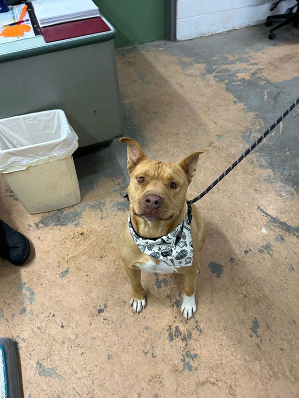 Enlarge Ghost *Courtesy post. Out of town pet. See below for details*, a Adoptable Pit Bull Terrier in Eagle, ID image 2/4