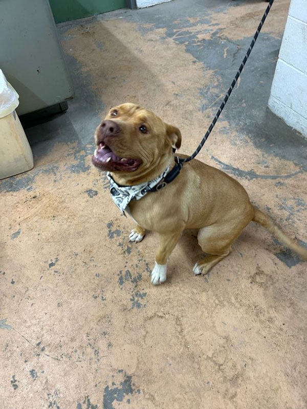 Enlarge Ghost *Courtesy post. Out of town pet. See below for details*, a Adoptable Pit Bull Terrier in Eagle, ID image 3/4