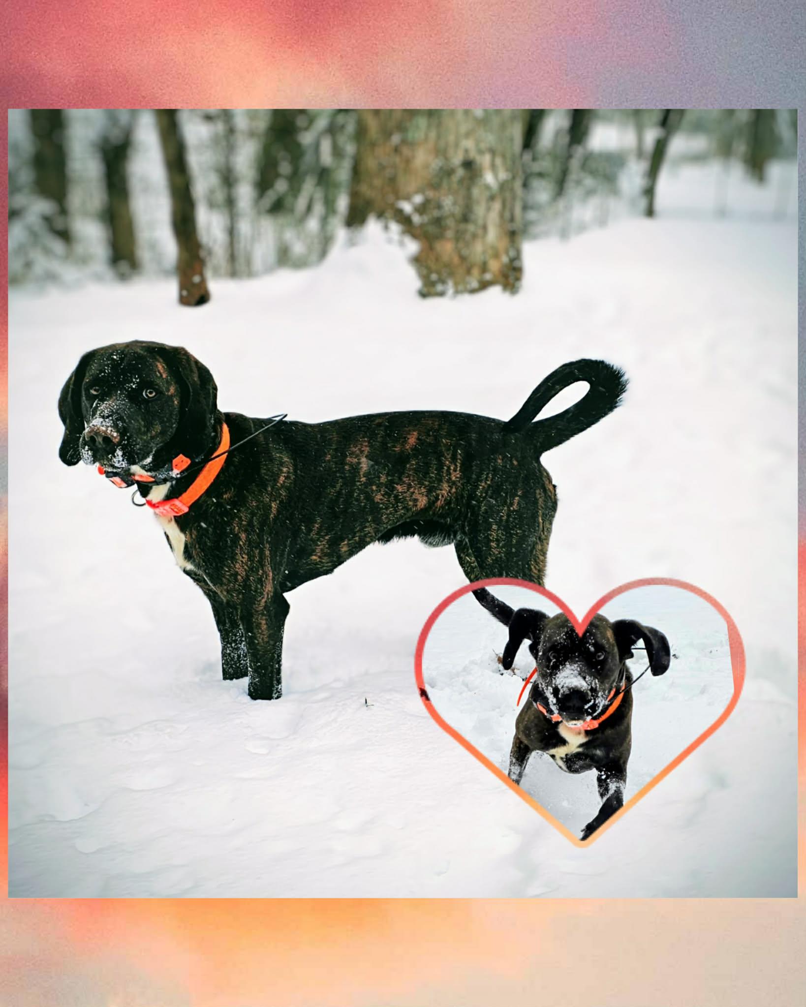 Enlarge Harper, an adopted Plott Hound in Franklin, NC image 2/6