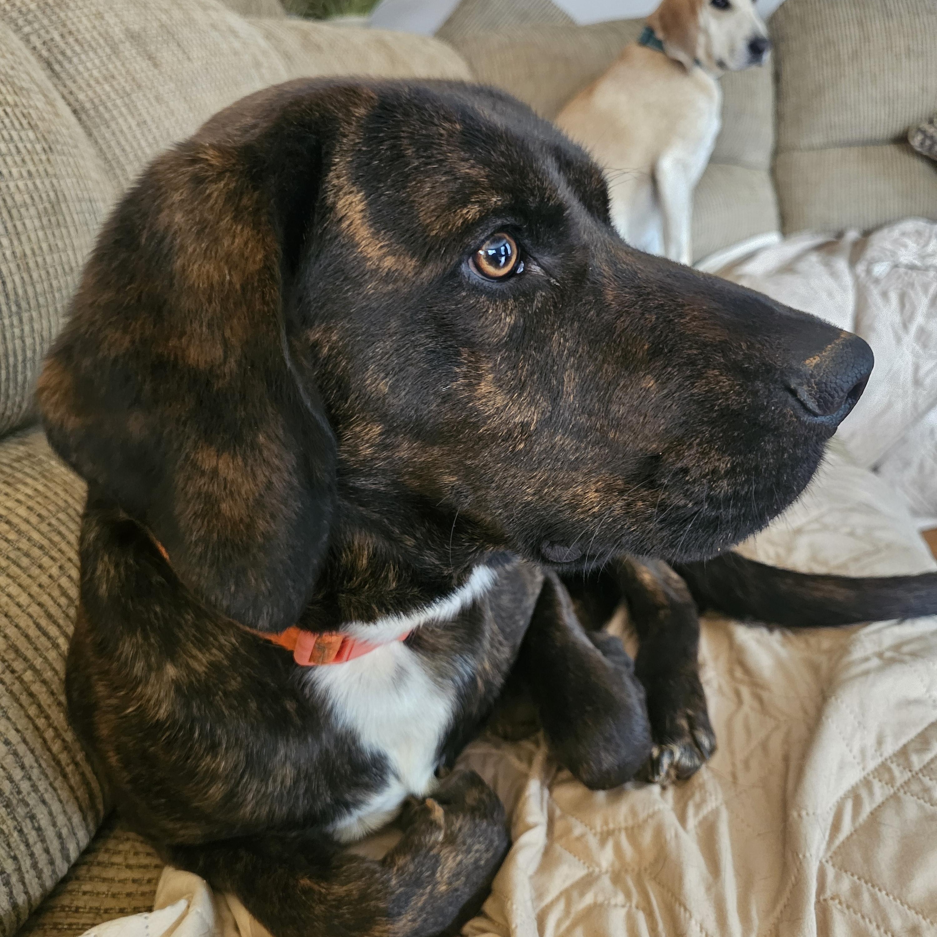 Enlarge Harper, a Adoptable Plott Hound in Franklin, NC image 3/4