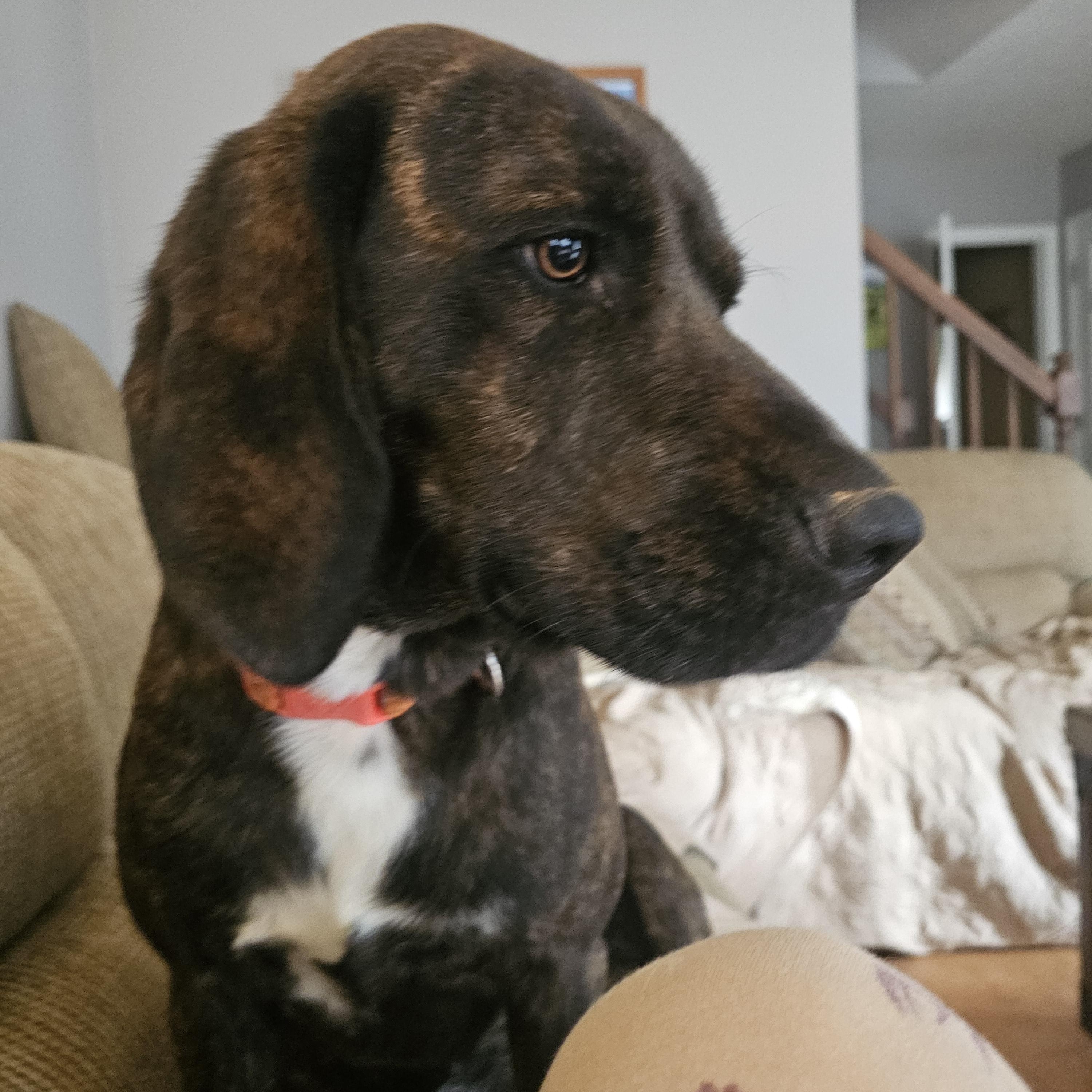 Enlarge Harper, a Adoptable Plott Hound in Franklin, NC image 4/4