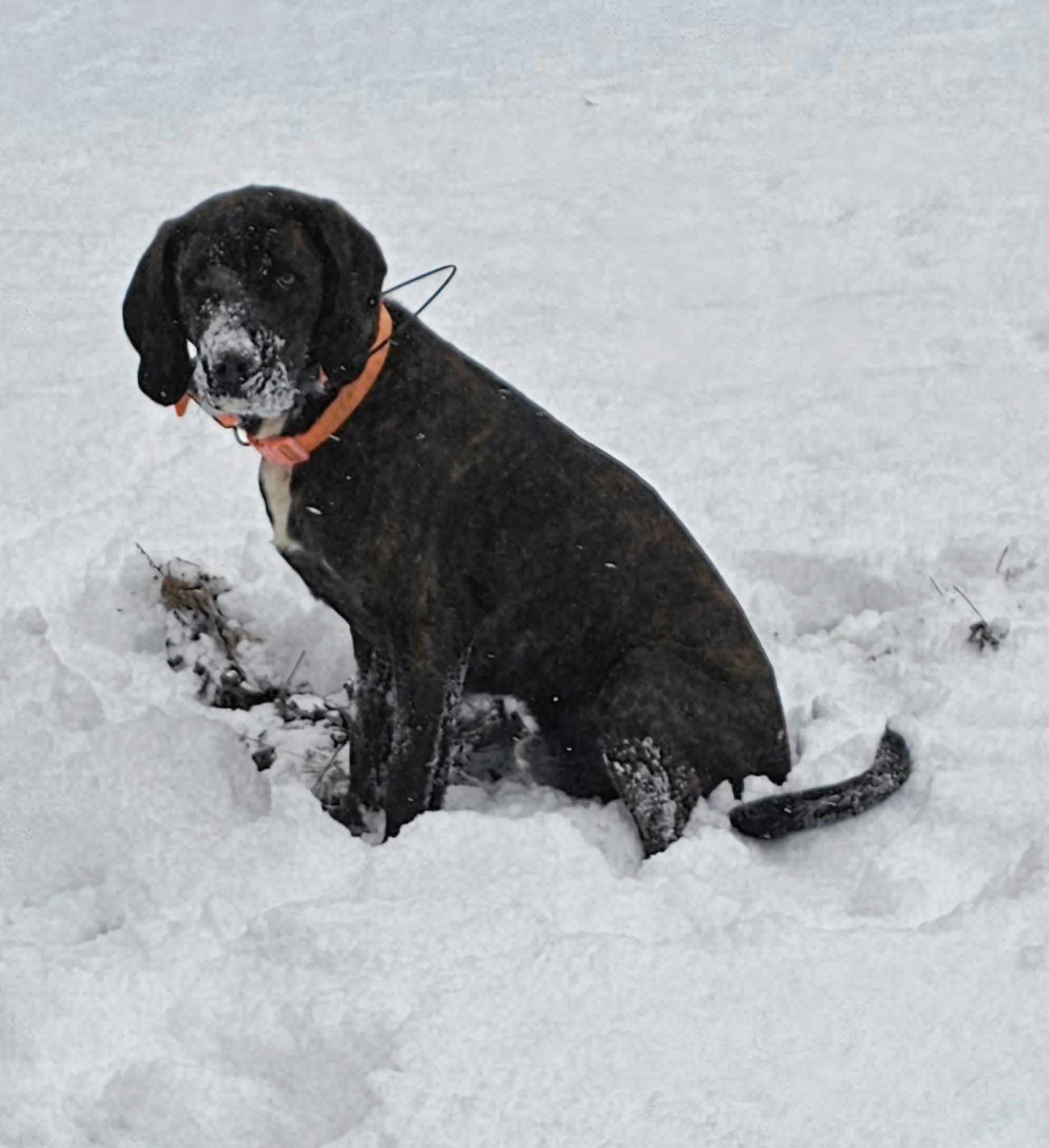Enlarge Harper, an adopted Plott Hound in Franklin, NC image 4/6