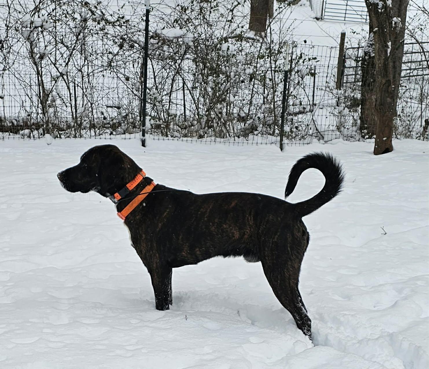 Enlarge Harper, an adopted Plott Hound in Franklin, NC image 3/6