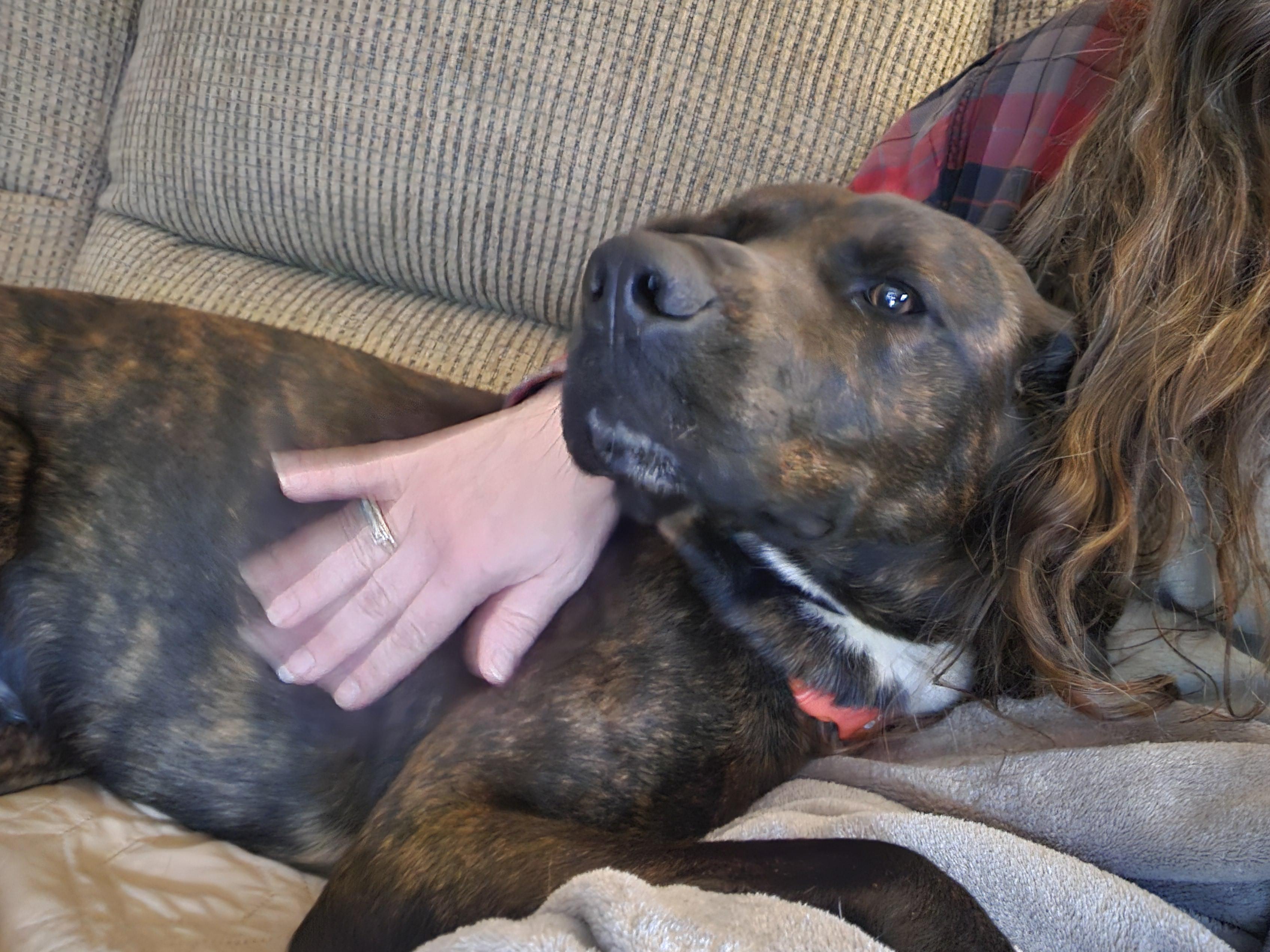 Enlarge Harper, an adopted Plott Hound in Franklin, NC image 6/6