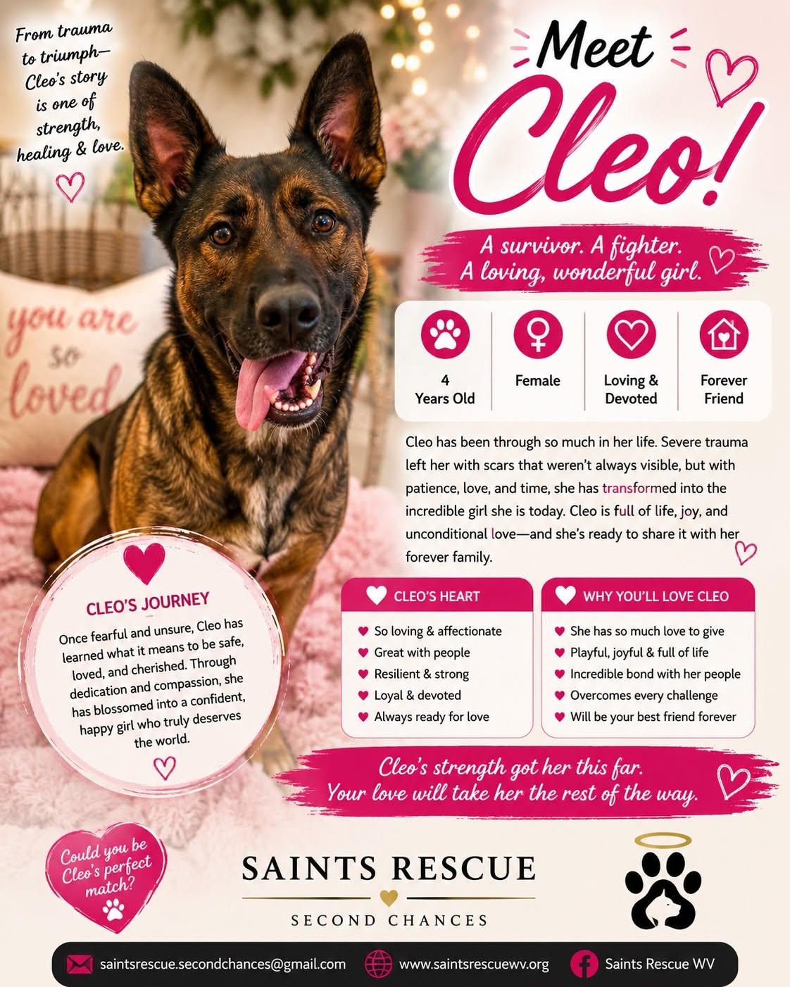 CLEO, a ADOPTABLE mixed breed in Weirton, WV image 2/2