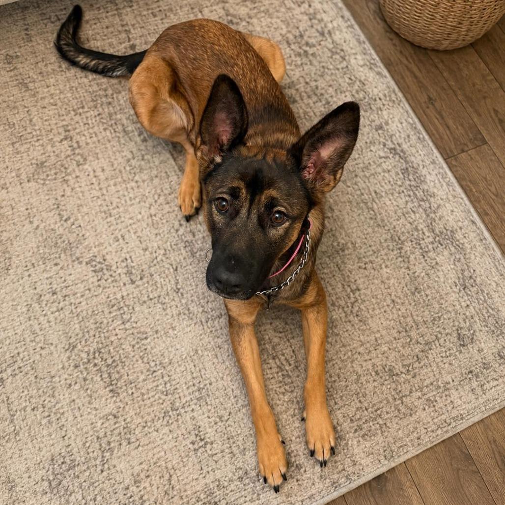CLEO, ADOPTABLE, Adult Female German Shepherd Dog & Belgian Shepherd / Malinois.