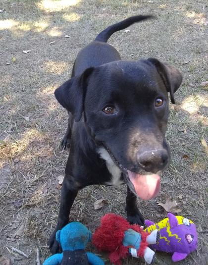 Enlarge EttaJames, a Adoptable Mixed Breed in Covington, LA image 1/2