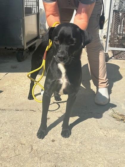 Enlarge EttaJames, a Adoptable Mixed Breed in Covington, LA image 2/2