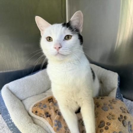 Enlarge Mushu, a ADOPTABLE mixed breed in Bolingbrook, IL image 4/4