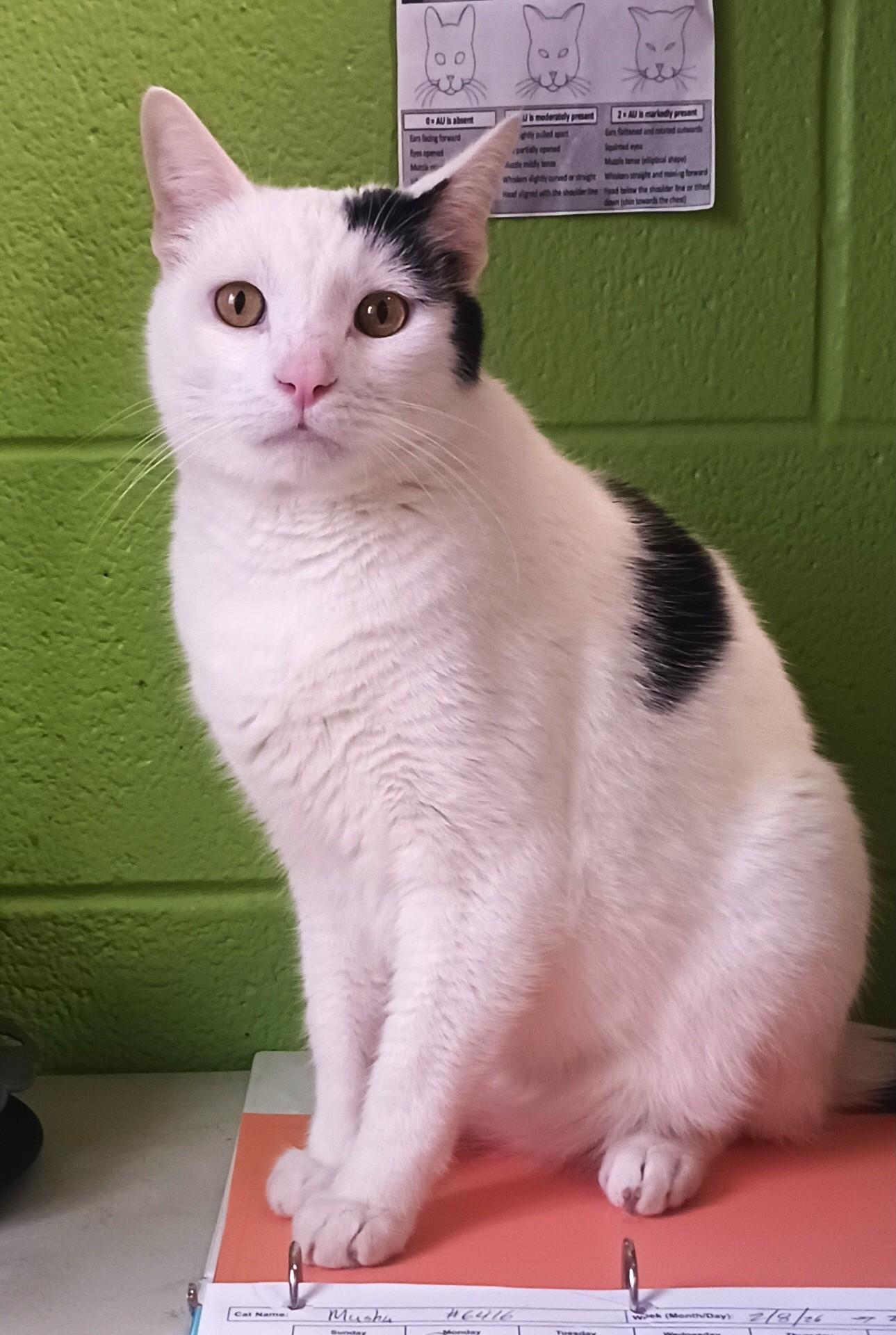 Enlarge Mushu, a ADOPTABLE mixed breed in Bolingbrook, IL image 2/4