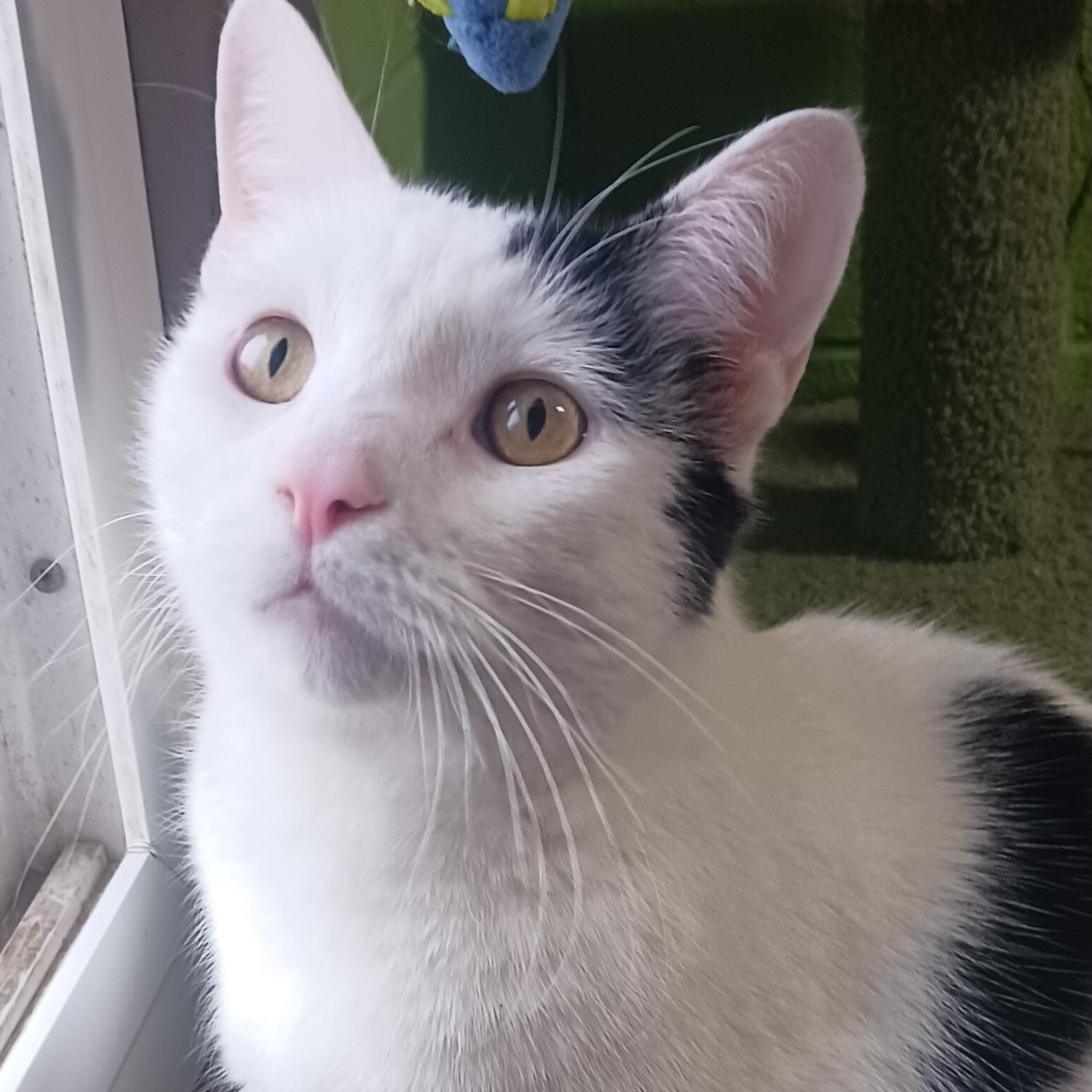 Enlarge Mushu, a ADOPTABLE mixed breed in Bolingbrook, IL image 1/4