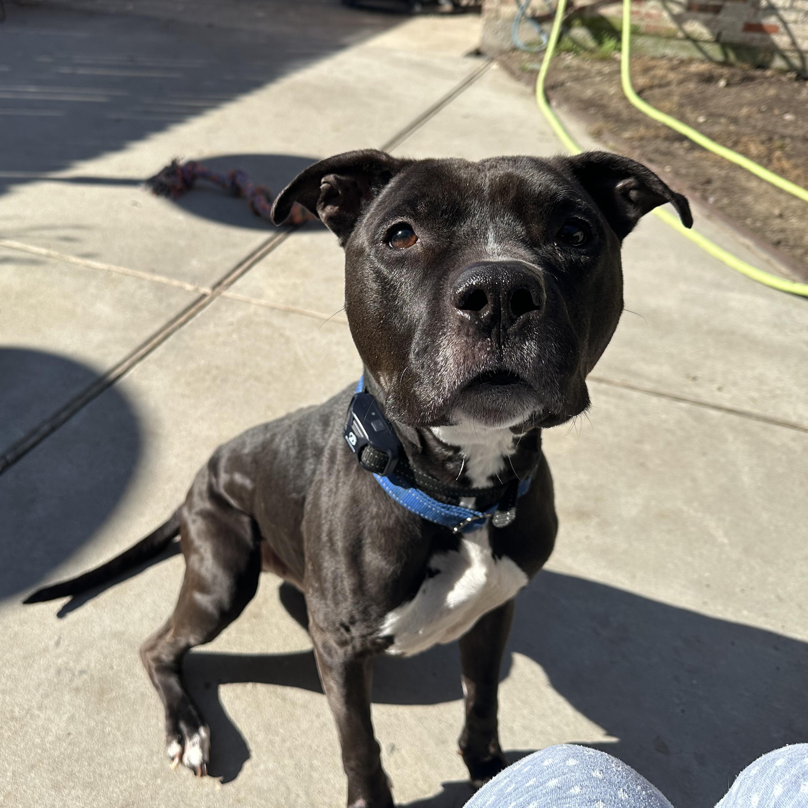 Enlarge Cletus, a Adoptable American Staffordshire Terrier in Jefferson , LA image 5/5