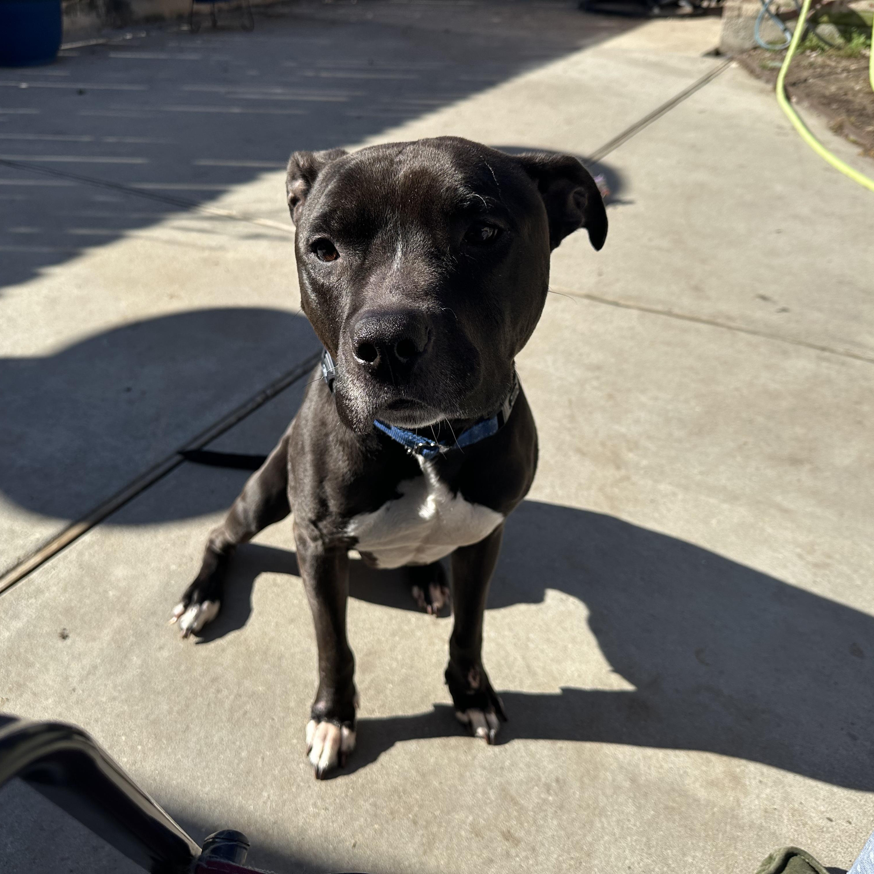Enlarge Cletus, a Adoptable American Staffordshire Terrier in Jefferson , LA image 3/5