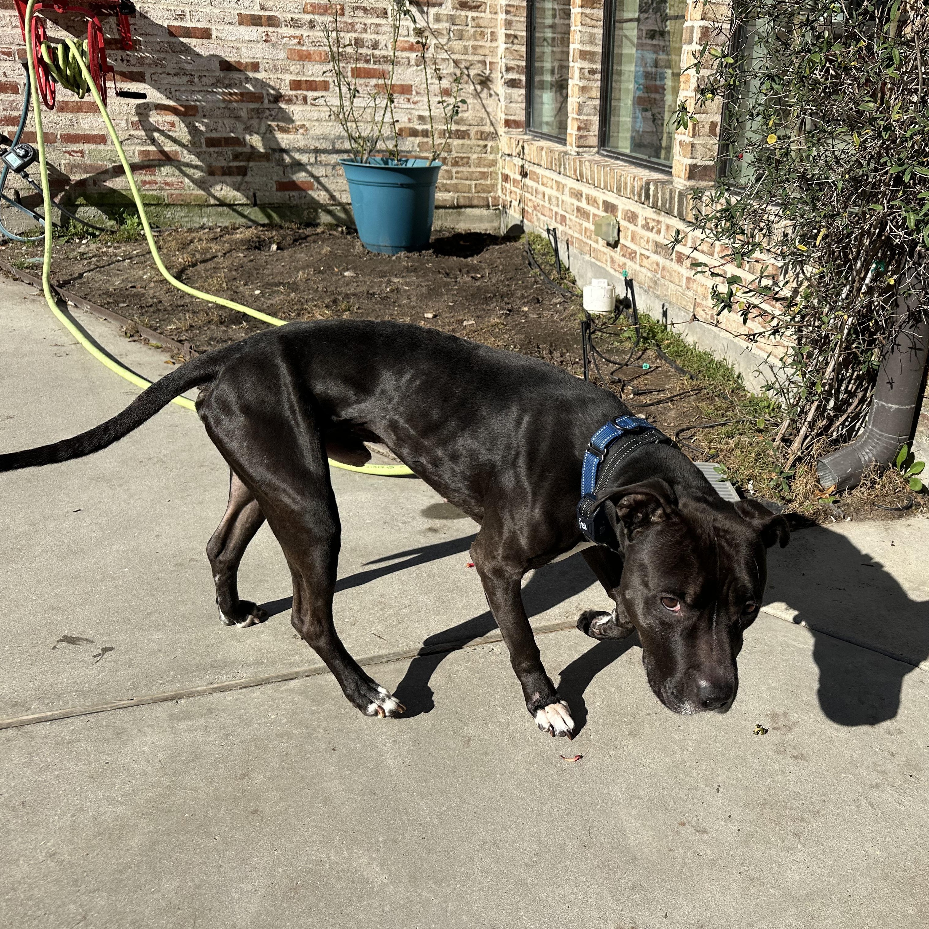 Enlarge Cletus, a Adoptable American Staffordshire Terrier in Jefferson , LA image 4/5