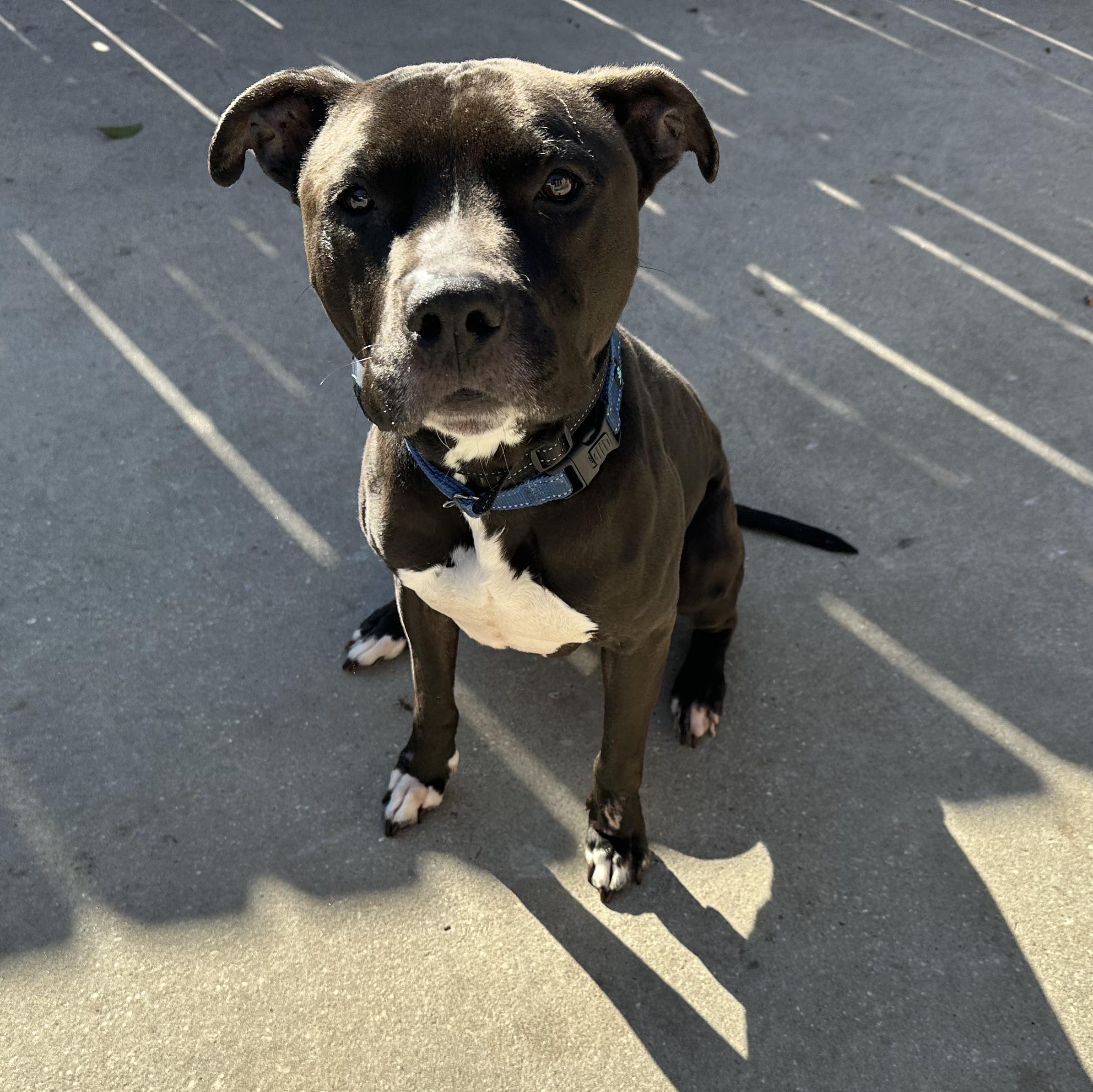 Enlarge Cletus, a Adoptable American Staffordshire Terrier in Jefferson , LA image 1/5