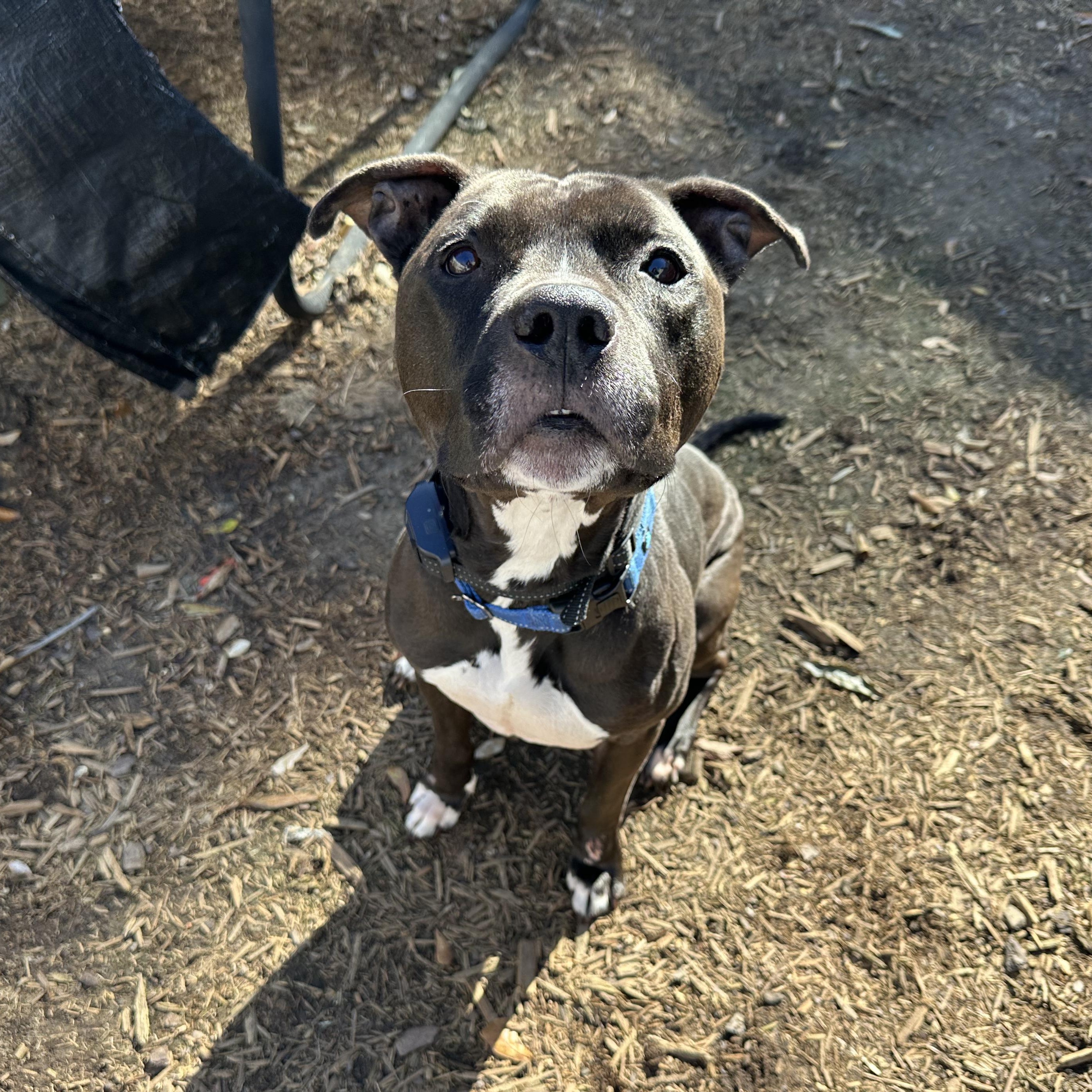 Enlarge Cletus, a Adoptable American Staffordshire Terrier in Jefferson , LA image 2/5