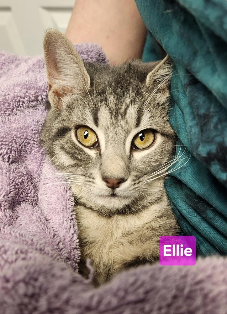 Ellie, Adoptable, Young Female Domestic Short Hair.