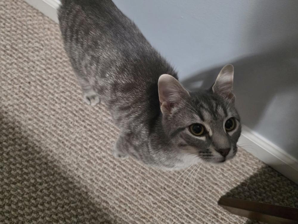 Ellie — thumbnail 2