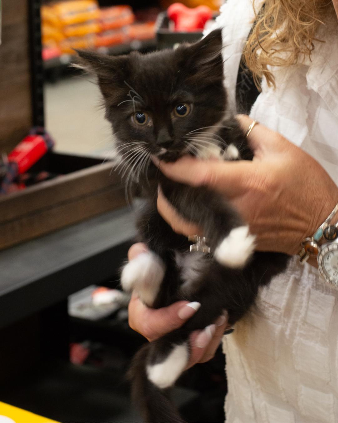 Lucy, ADOPTABLE, Kitten Female Domestic Medium Hair.