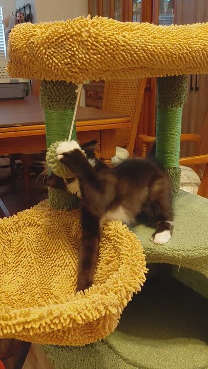 Enlarge Lucy, a ADOPTABLE Domestic Medium Hair in Elk Grove, CA video 2/2