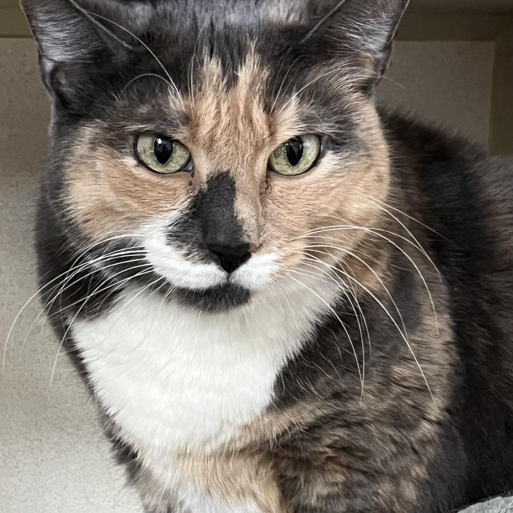 Zoe, Adoptable, Senior Female Domestic Short Hair.