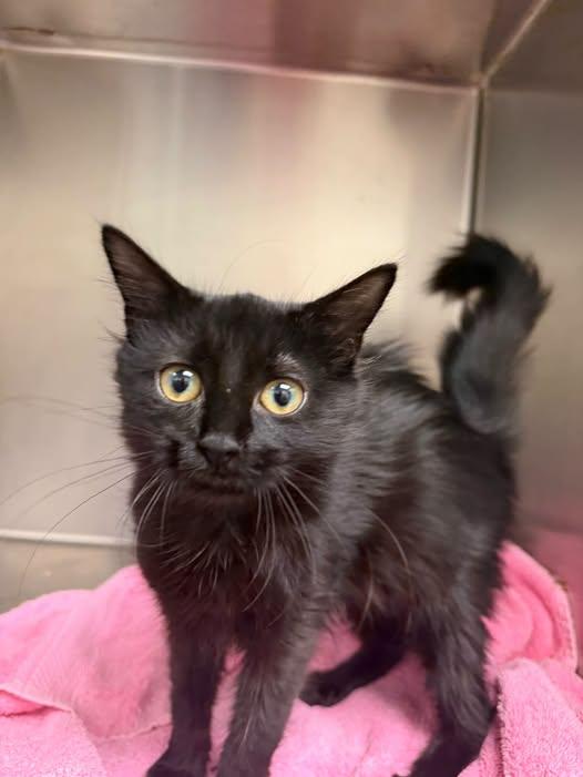 Pheonix, Adoptable, Young Female Domestic Medium Hair.