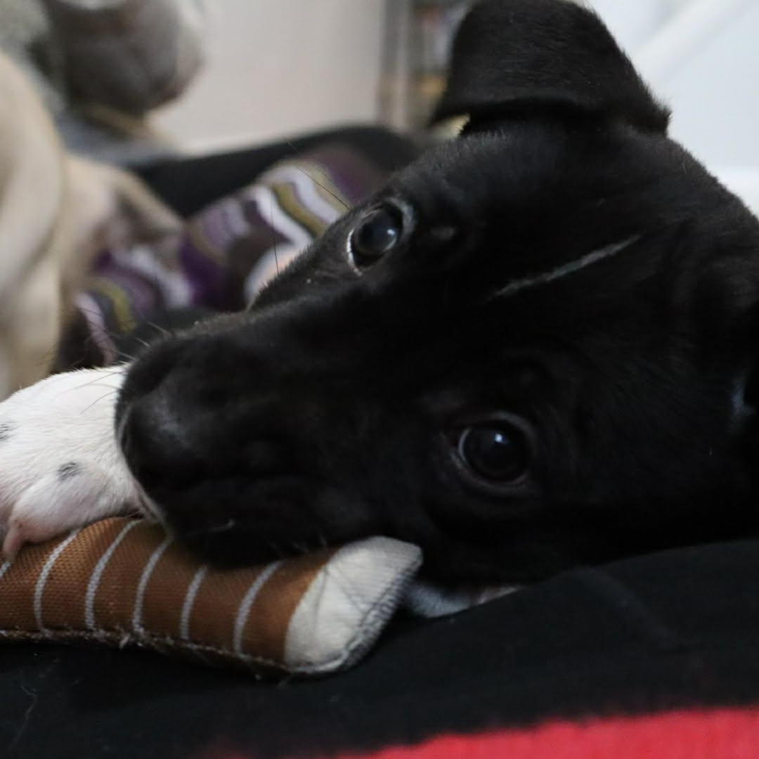 Pepper, an adopted mixed breed in Danbury, CT image 4/4