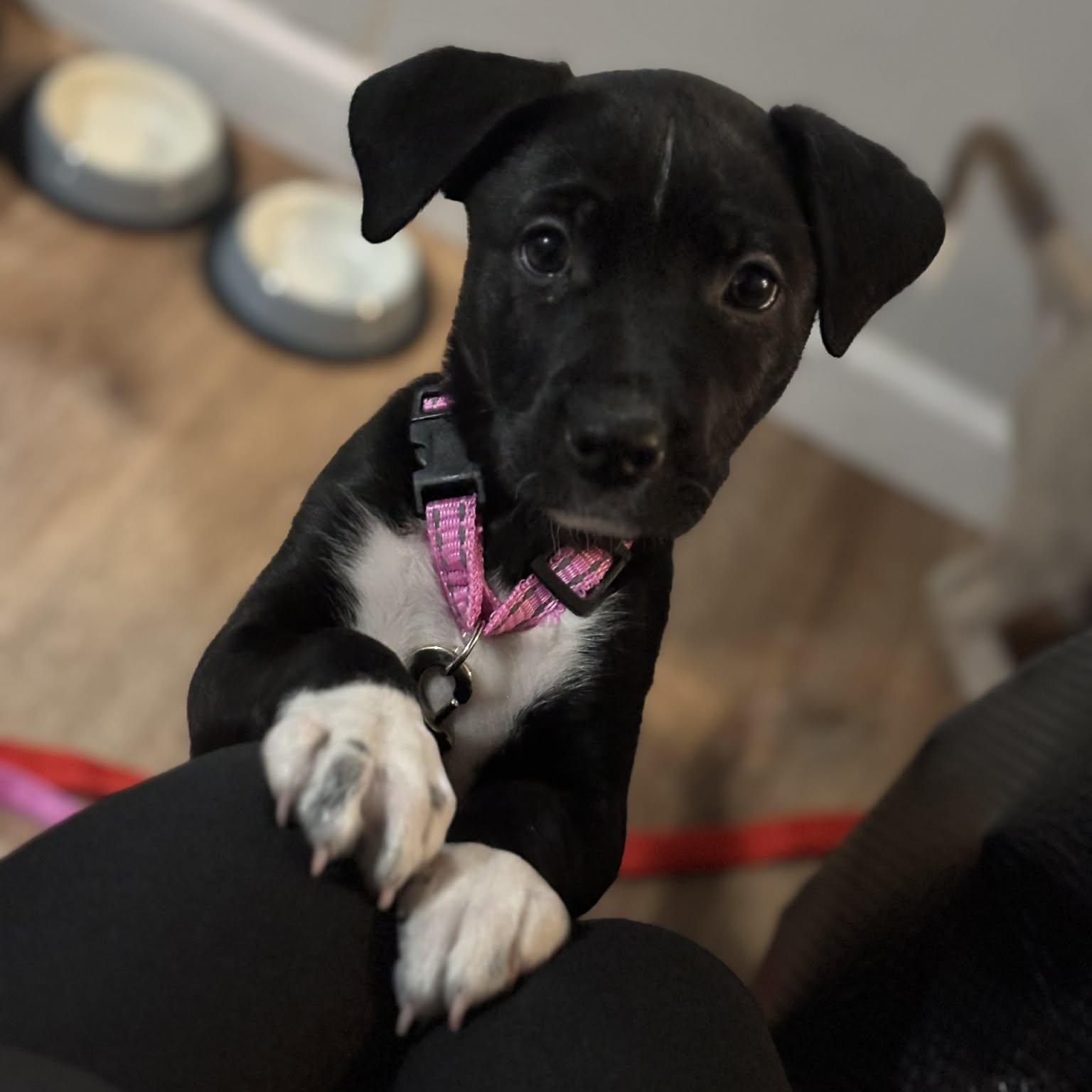 Pepper, an adopted mixed breed in Danbury, CT image 1/4