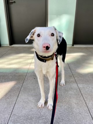 Junie, a Adopted mixed breed in San Rafael, CA image 2/6