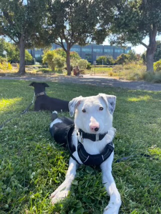 Junie, a Adopted mixed breed in San Rafael, CA image 5/6