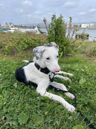 Junie, a Adopted mixed breed in San Rafael, CA image 6/6