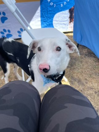 Junie, Adopted, Young Female Border Collie.