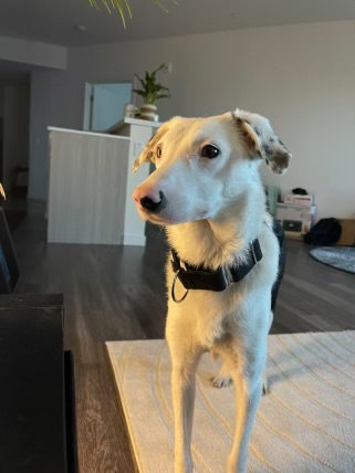 Junie, a Adopted mixed breed in San Rafael, CA image 3/6