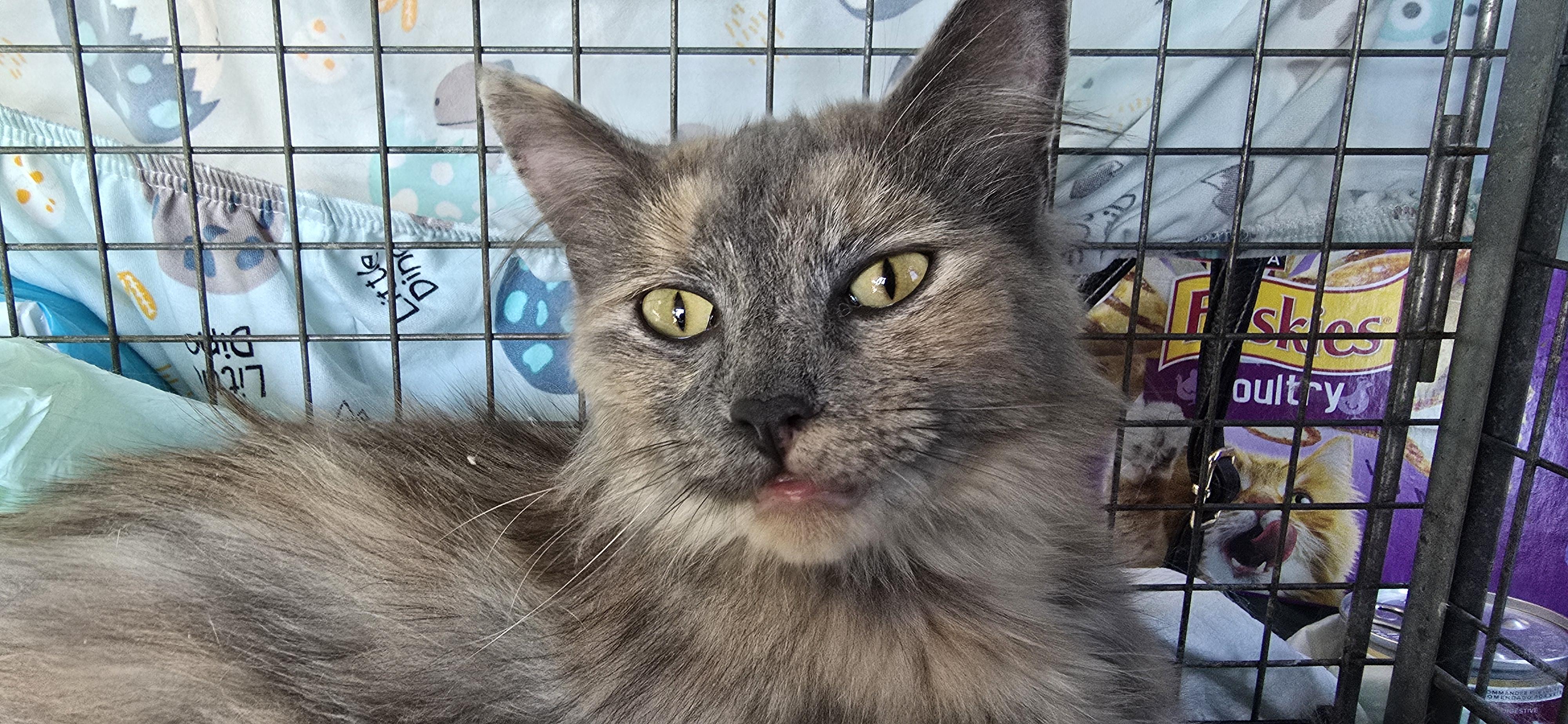 Persia, a Adopted Domestic Long Hair in Perth Amboy , NJ image 1/6