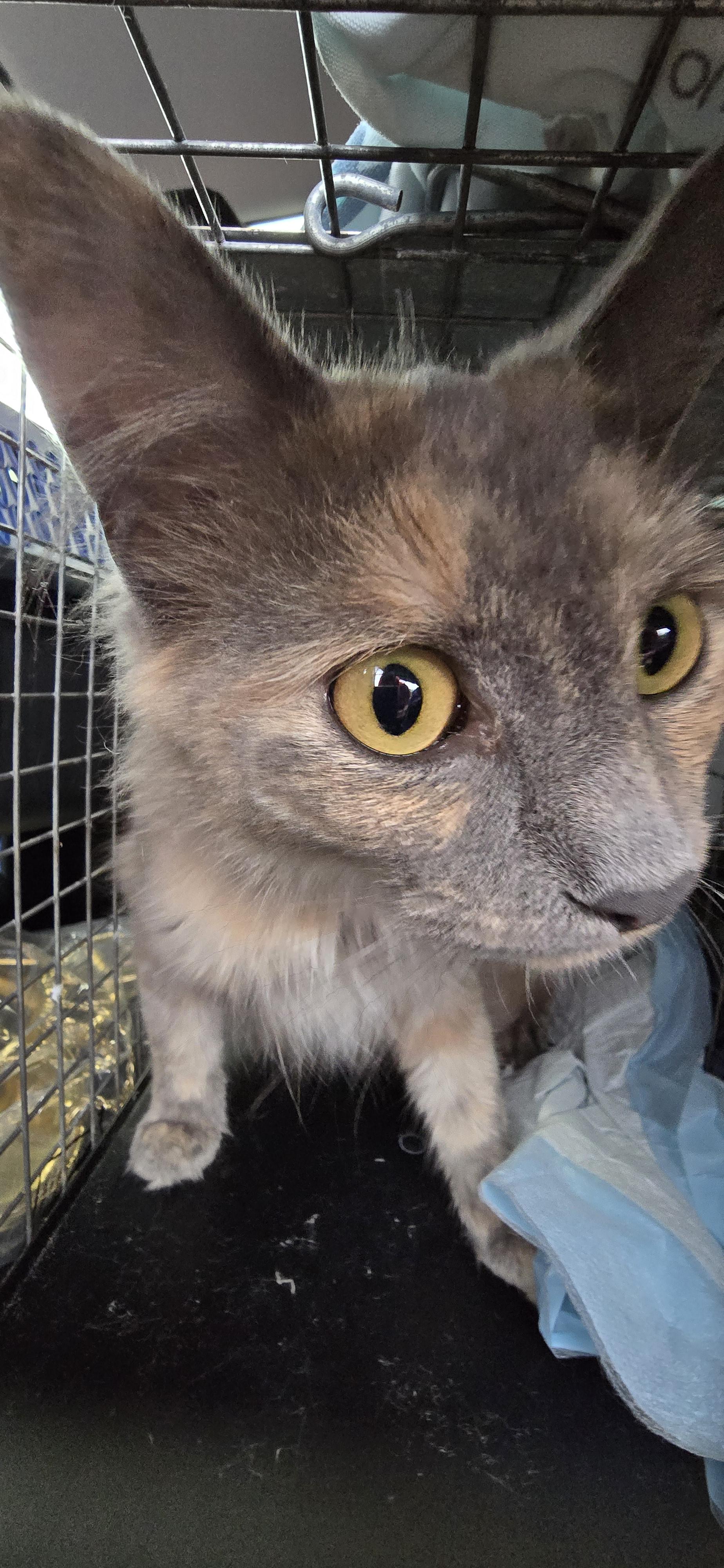 Persia, Adopted, Adult Female Domestic Long Hair.