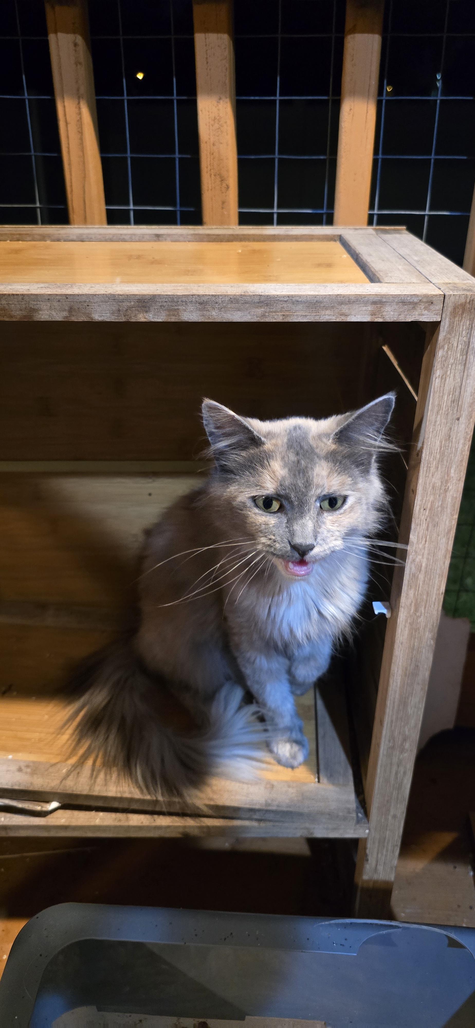 Persia, a Adopted Domestic Long Hair in Perth Amboy , NJ image 3/6