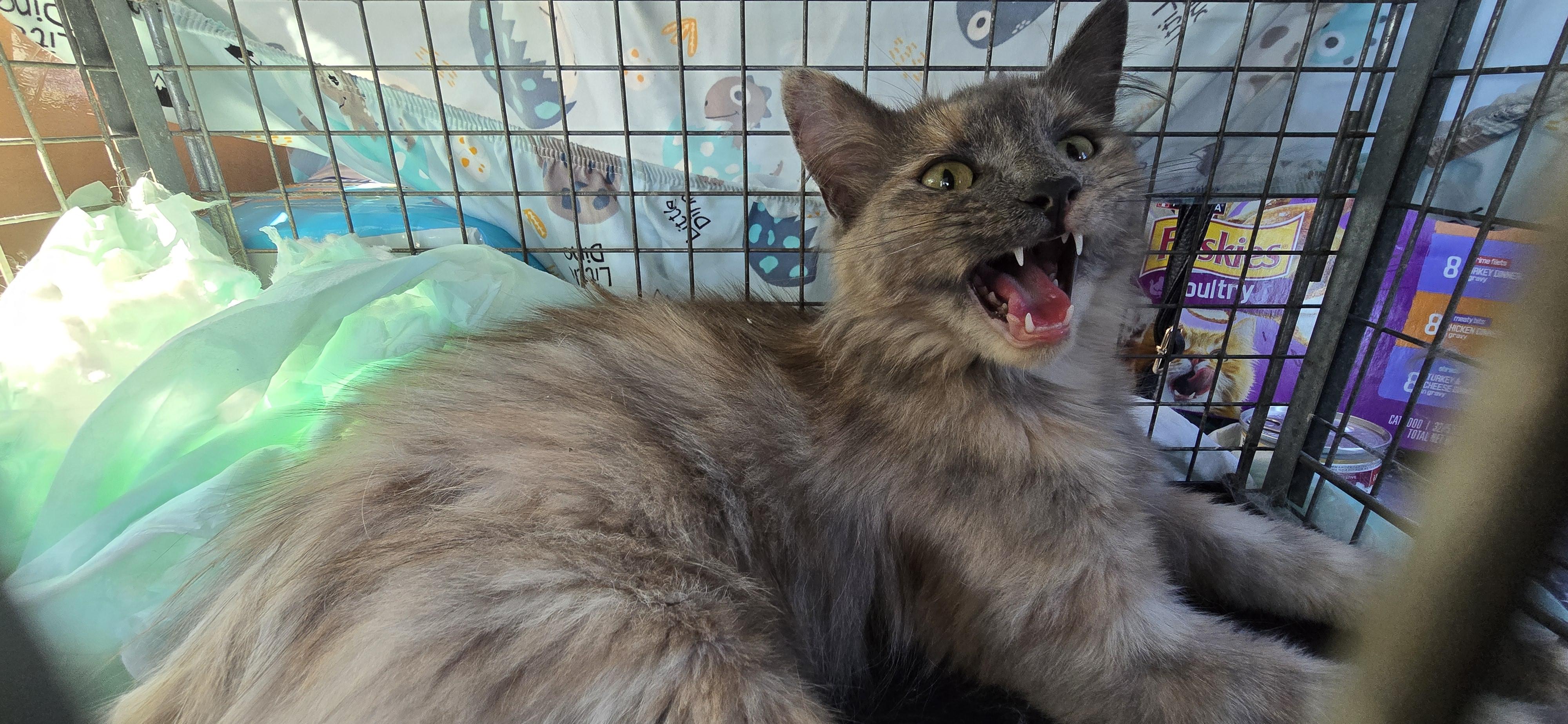 Persia, a Adopted Domestic Long Hair in Perth Amboy , NJ image 4/6