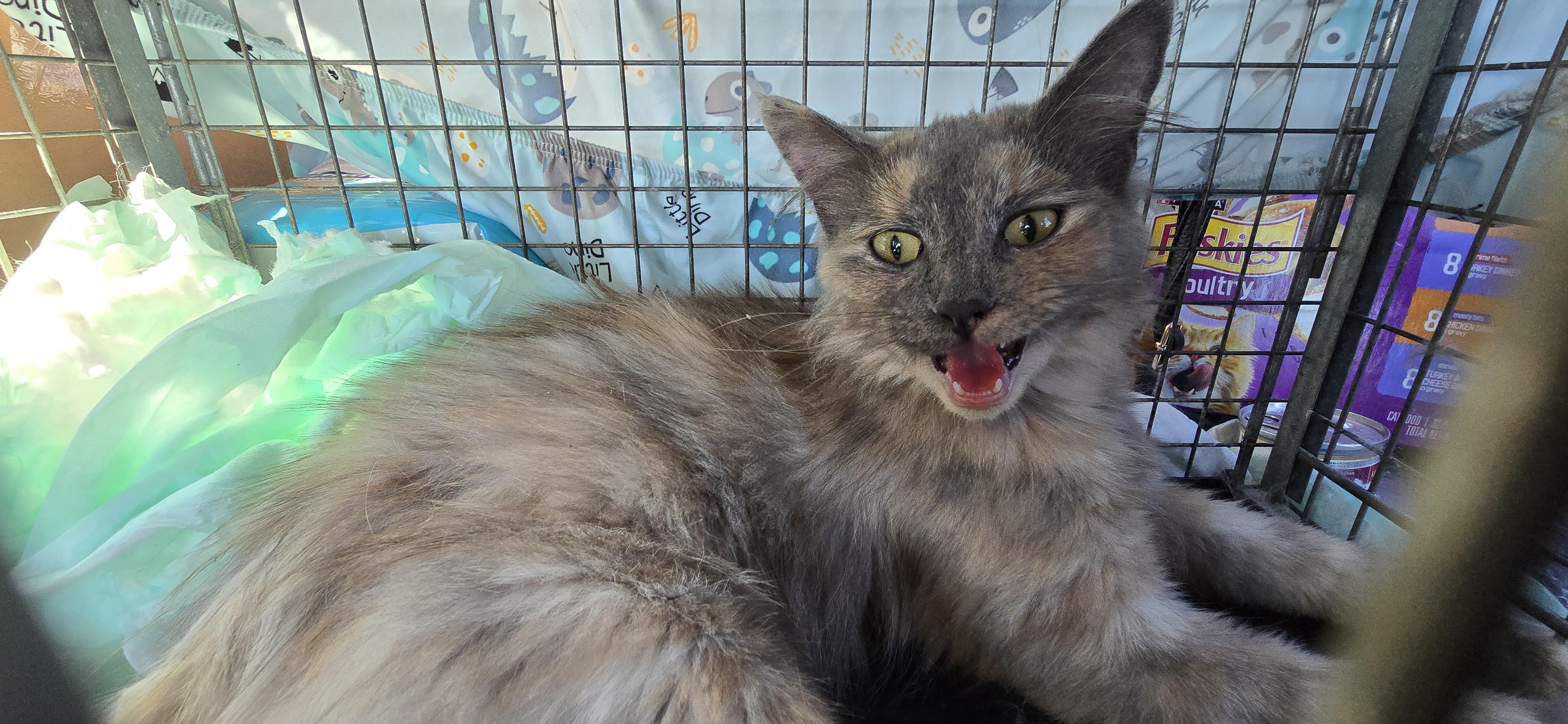 Persia, a Adopted Domestic Long Hair in Perth Amboy , NJ image 5/6