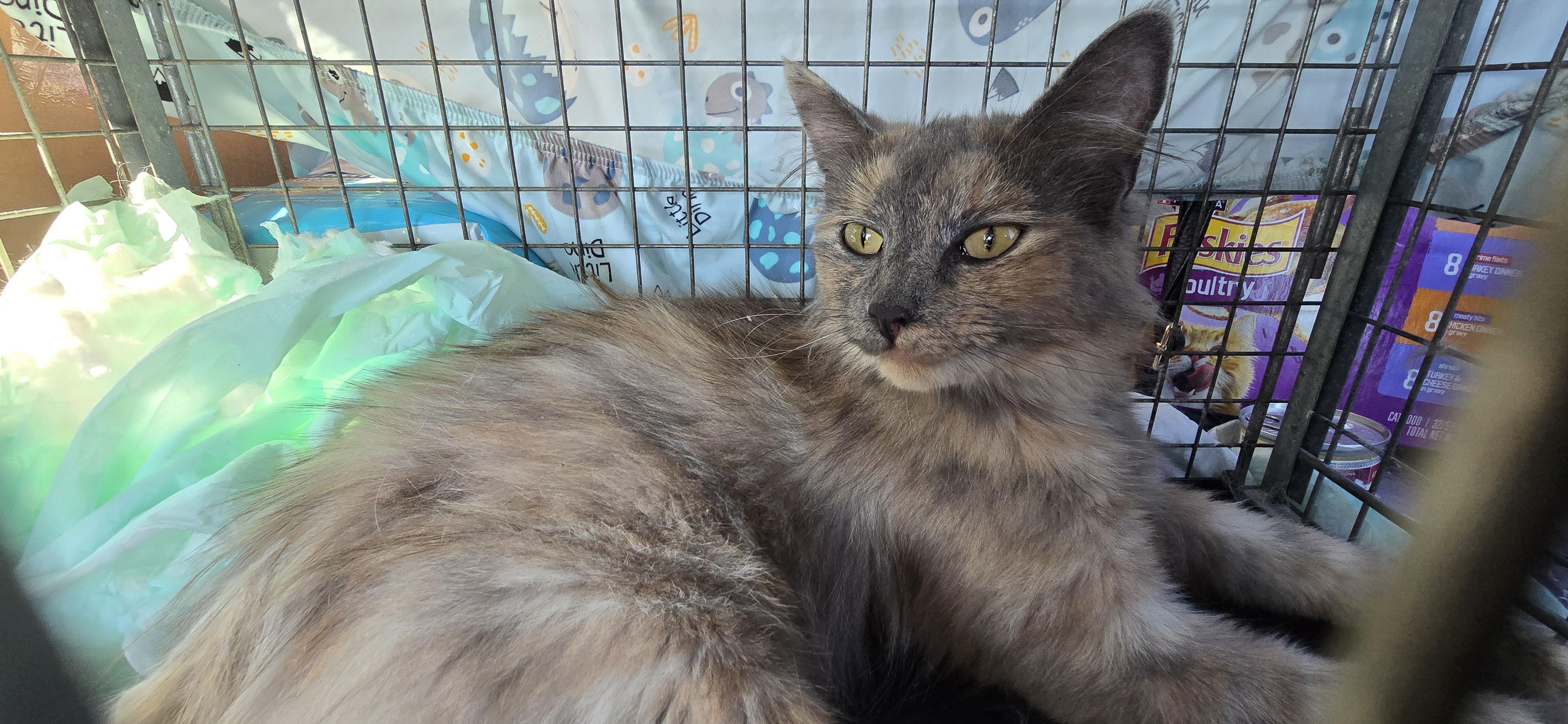 Persia, a Adopted Domestic Long Hair in Perth Amboy , NJ image 6/6