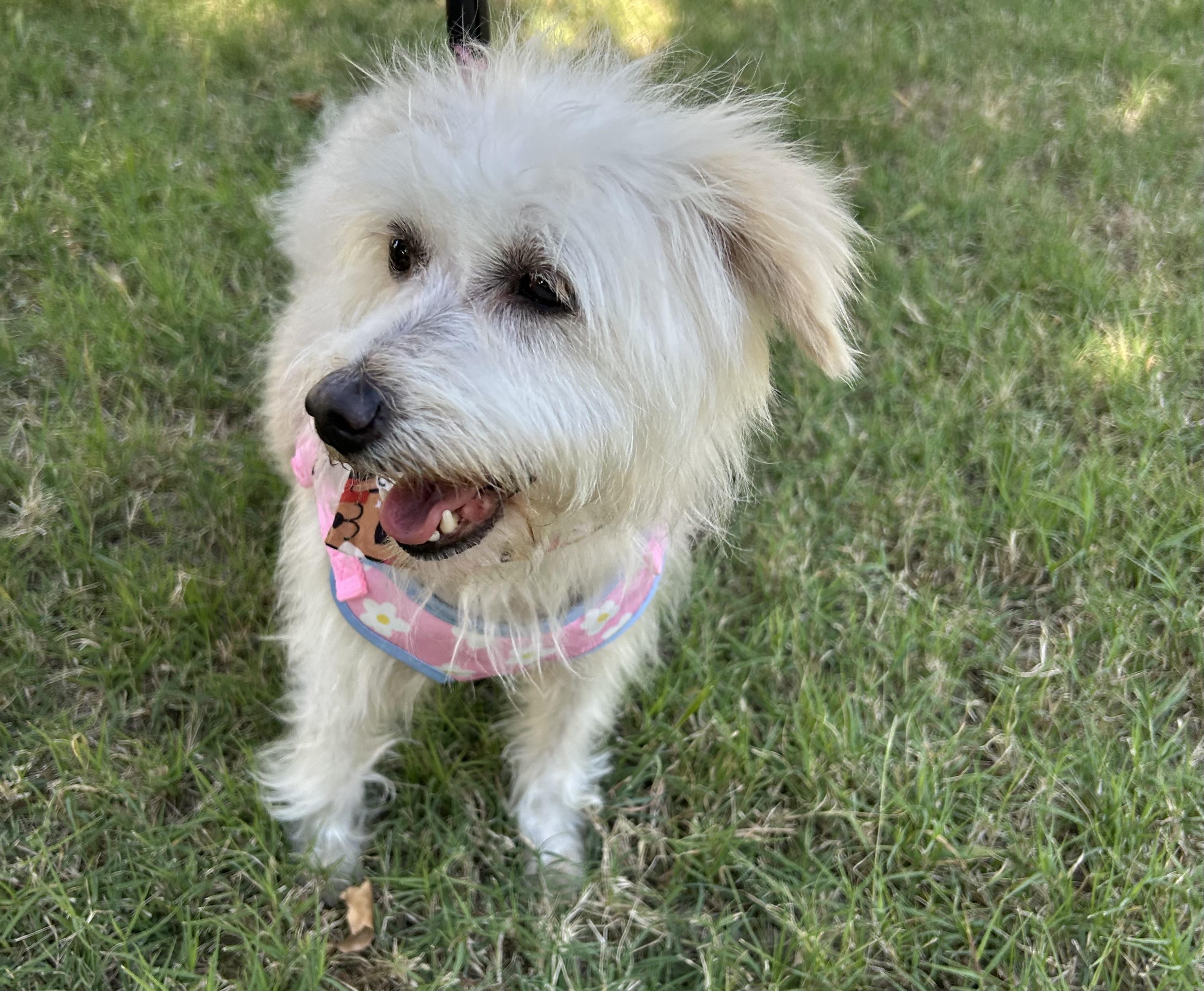 Enlarge SANDY, a ADOPTABLE mixed breed in Bell Gardens, CA image 3/6