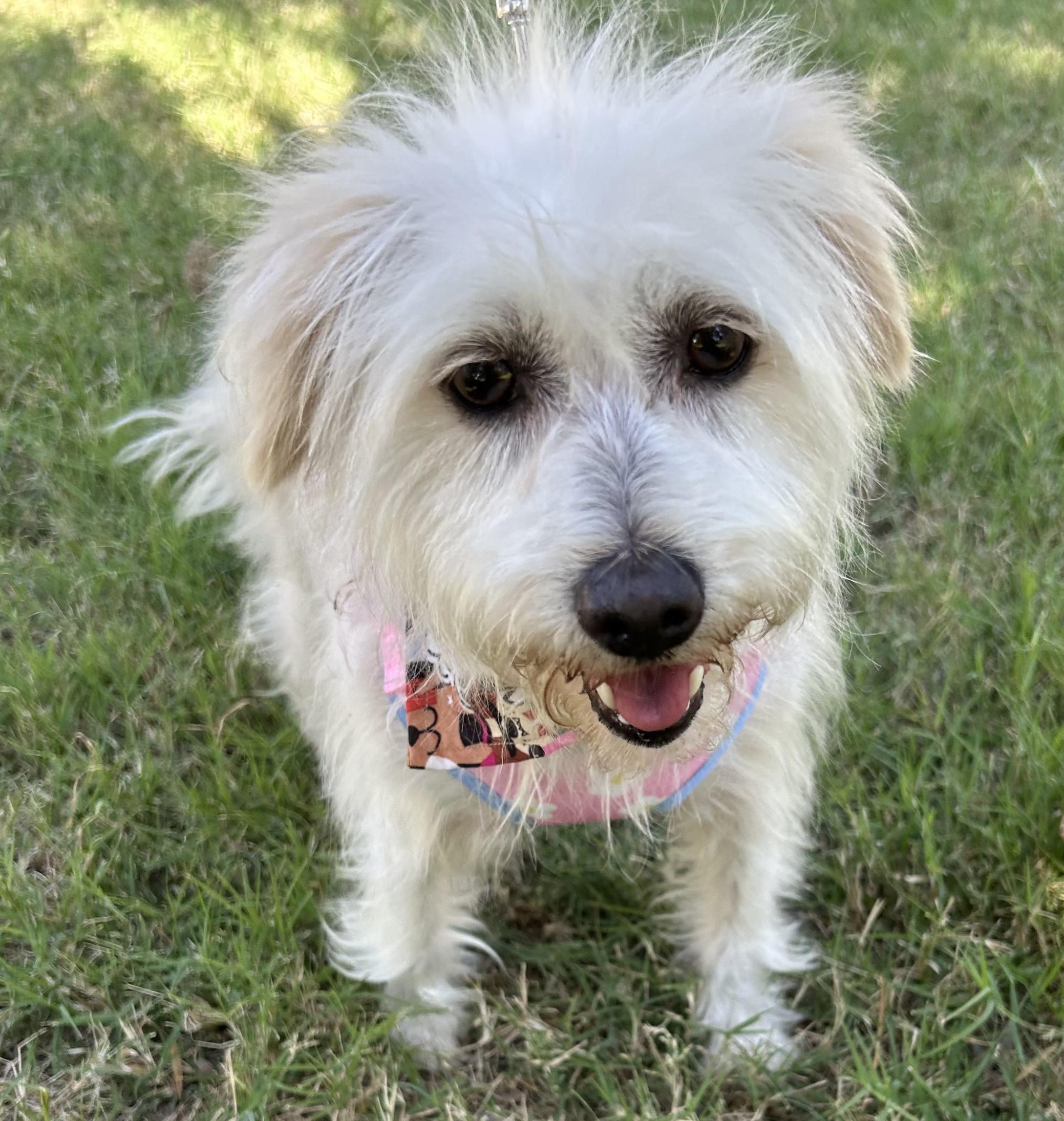 Enlarge SANDY, a ADOPTABLE mixed breed in Bell Gardens, CA image 2/6