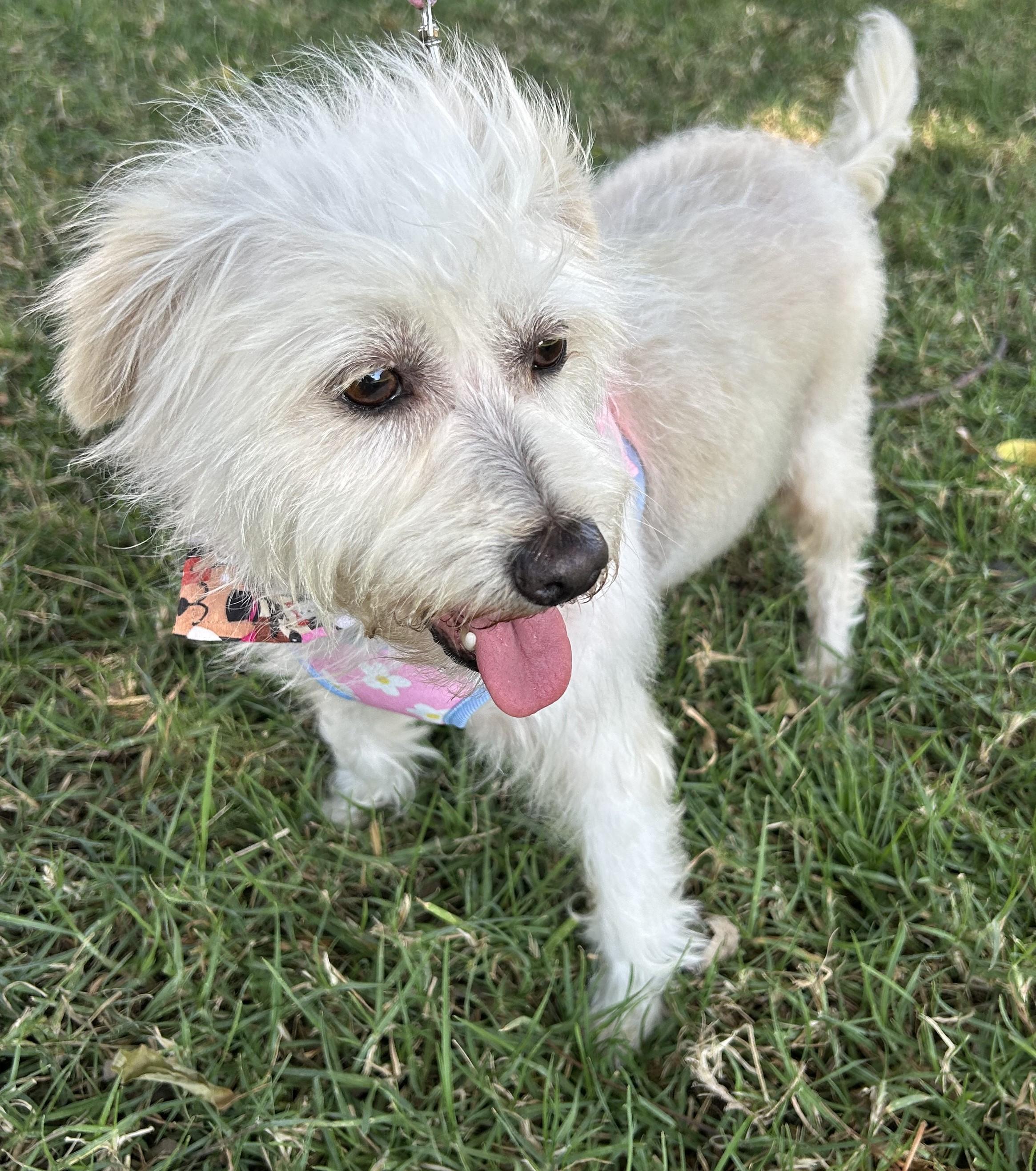 Enlarge SANDY, a ADOPTABLE mixed breed in Bell Gardens, CA image 6/6