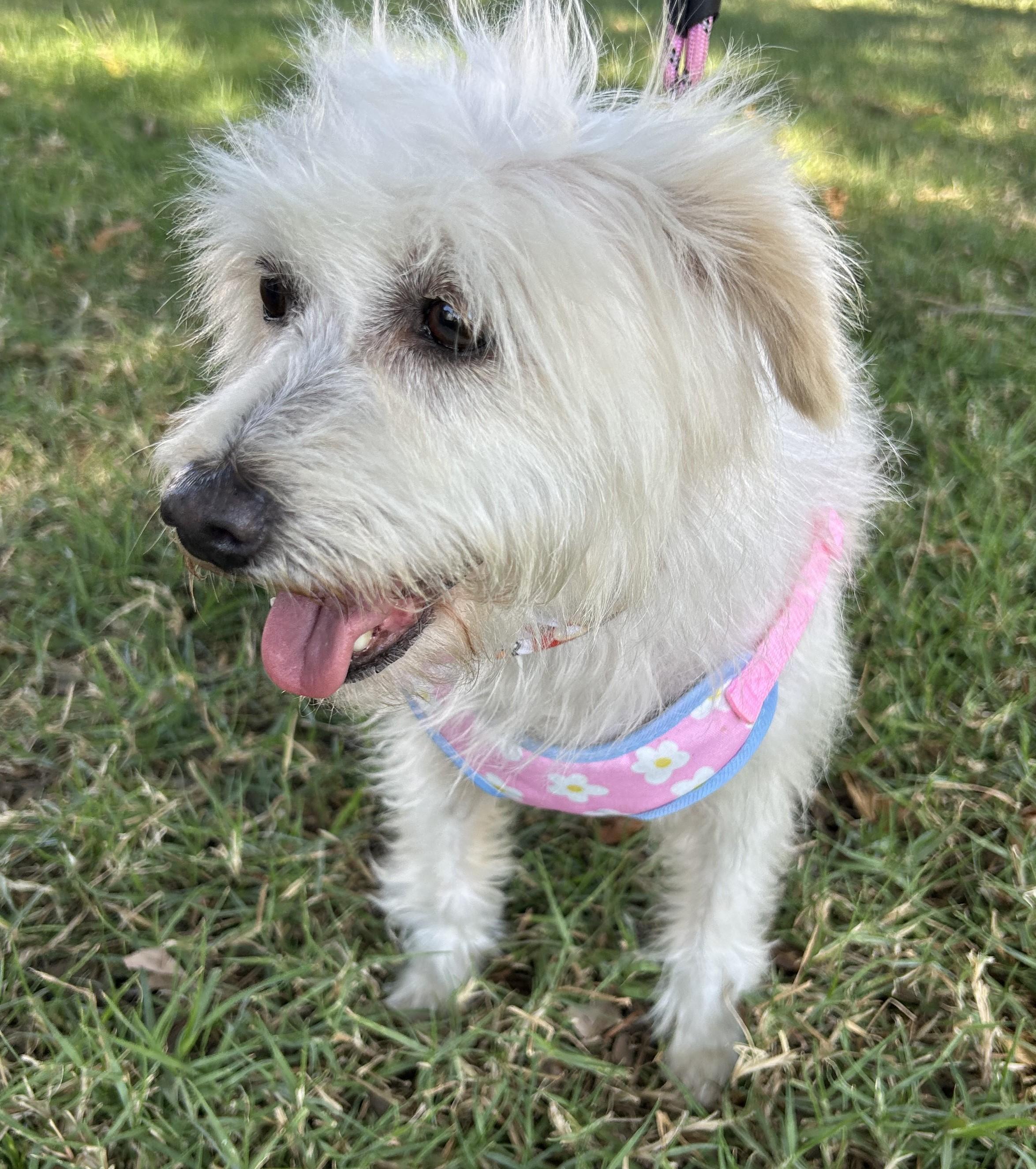 Enlarge SANDY, a ADOPTABLE mixed breed in Bell Gardens, CA image 4/6