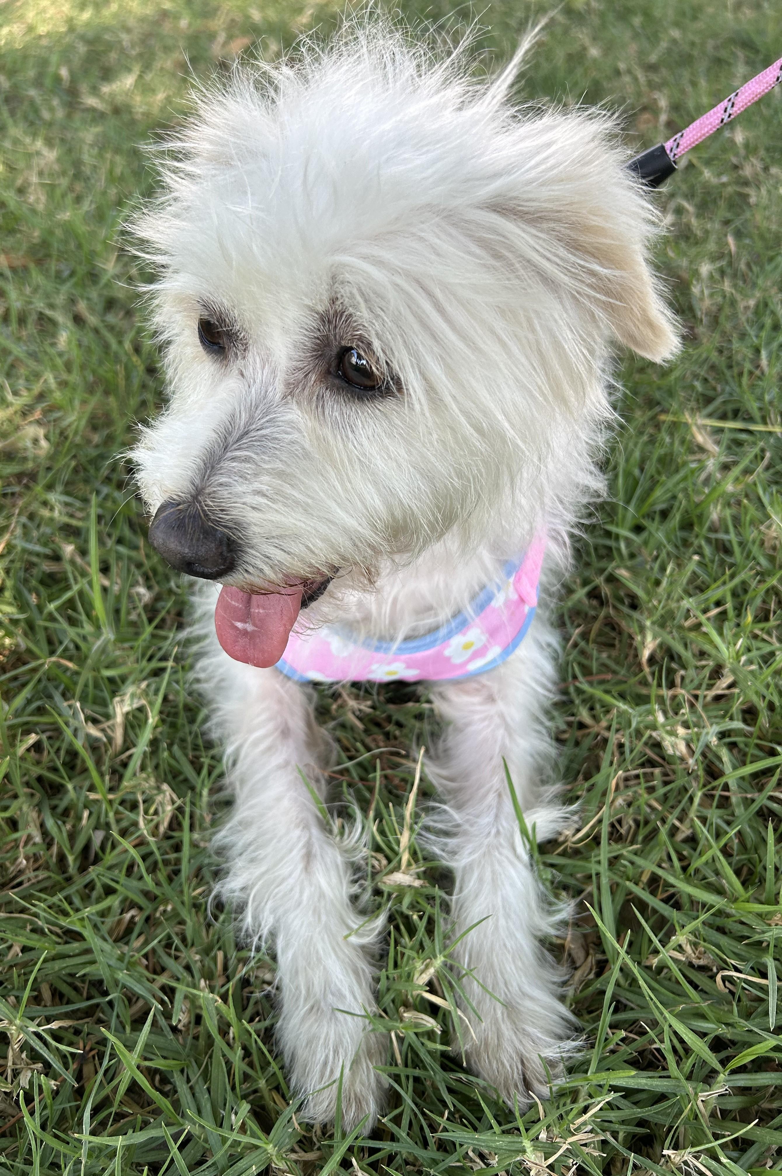 Enlarge SANDY, a ADOPTABLE mixed breed in Bell Gardens, CA image 5/6