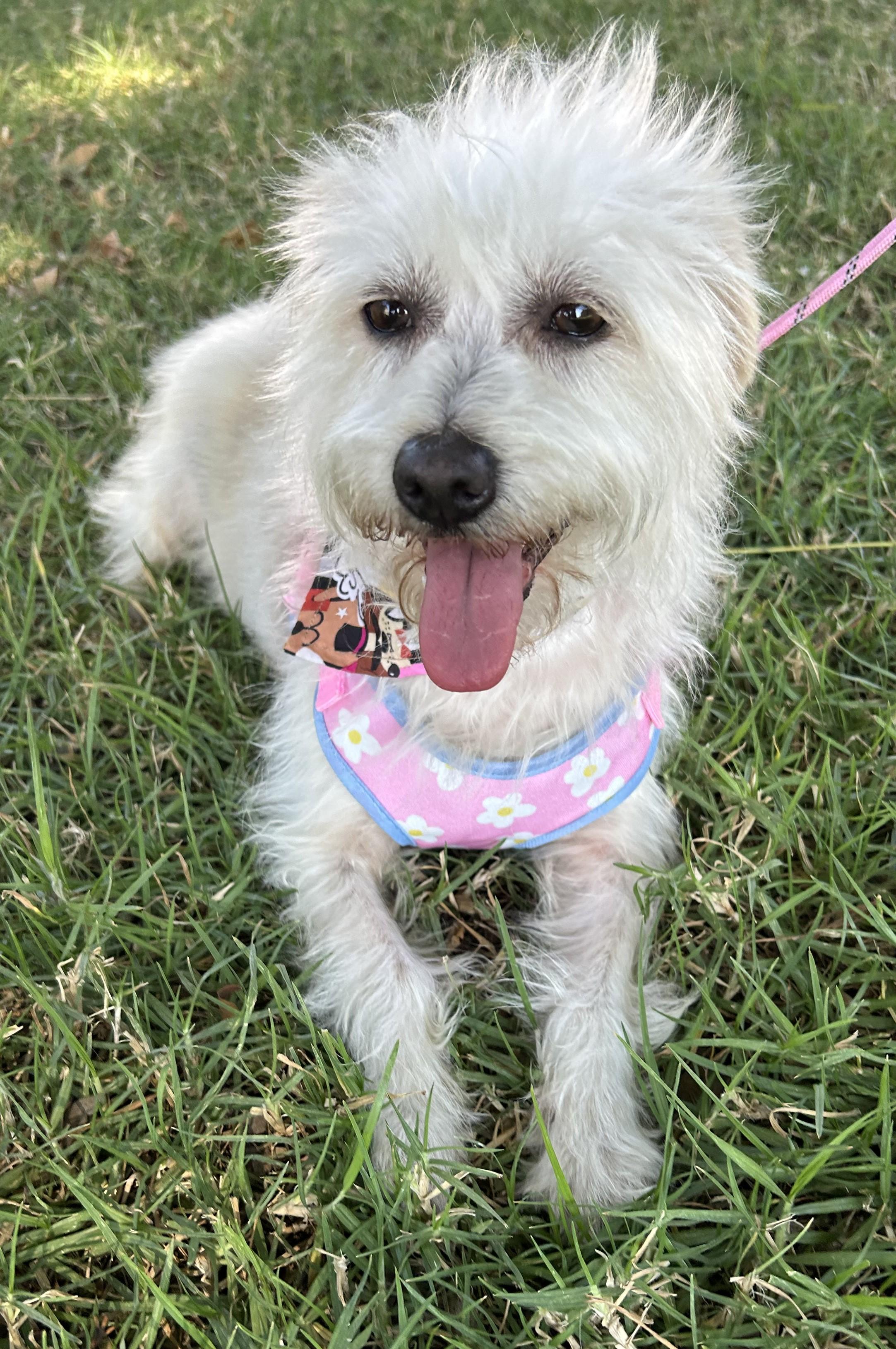 SANDY, ADOPTABLE, Young Female West Highland White Terrier / Westie.