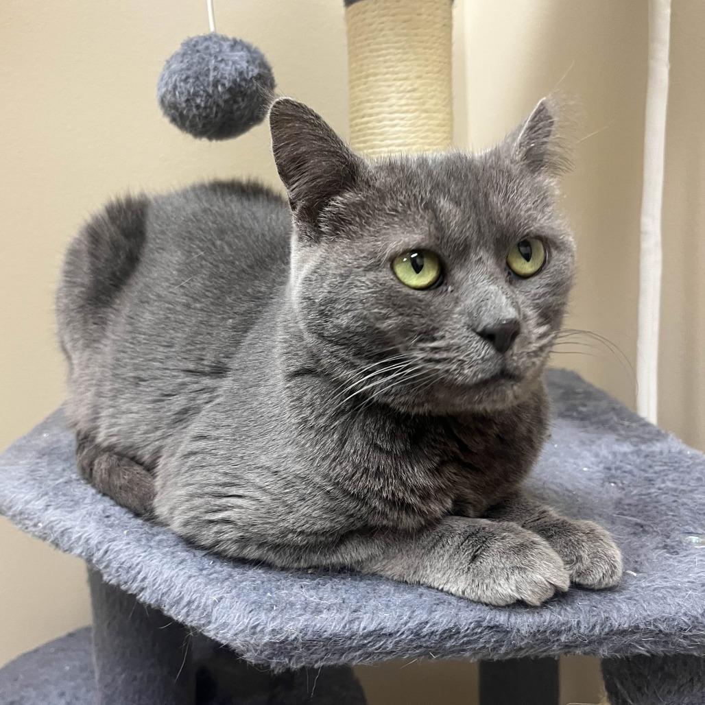 Enlarge Milkdud, a Adoptable Domestic Short Hair in Medina, OH image 1/5