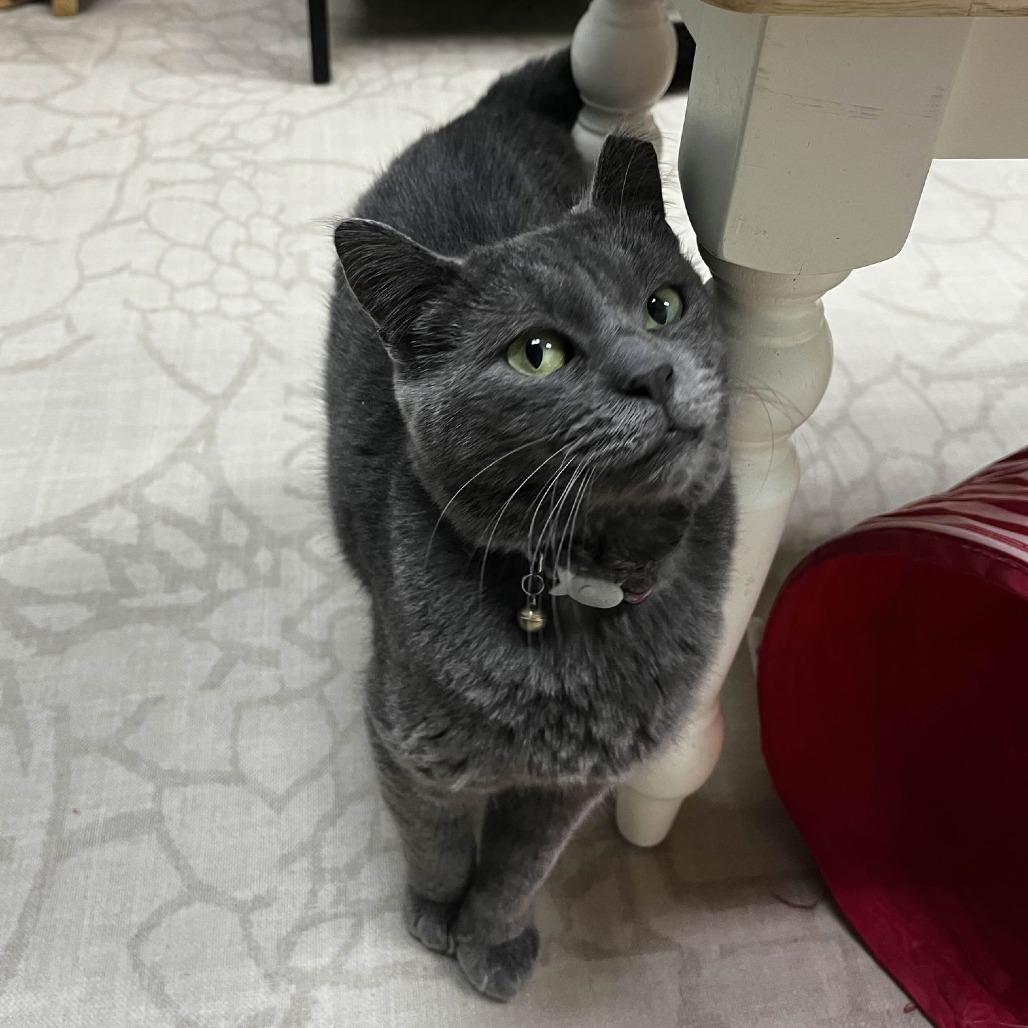 Milkdud, Adoptable, Senior Female Domestic Short Hair.