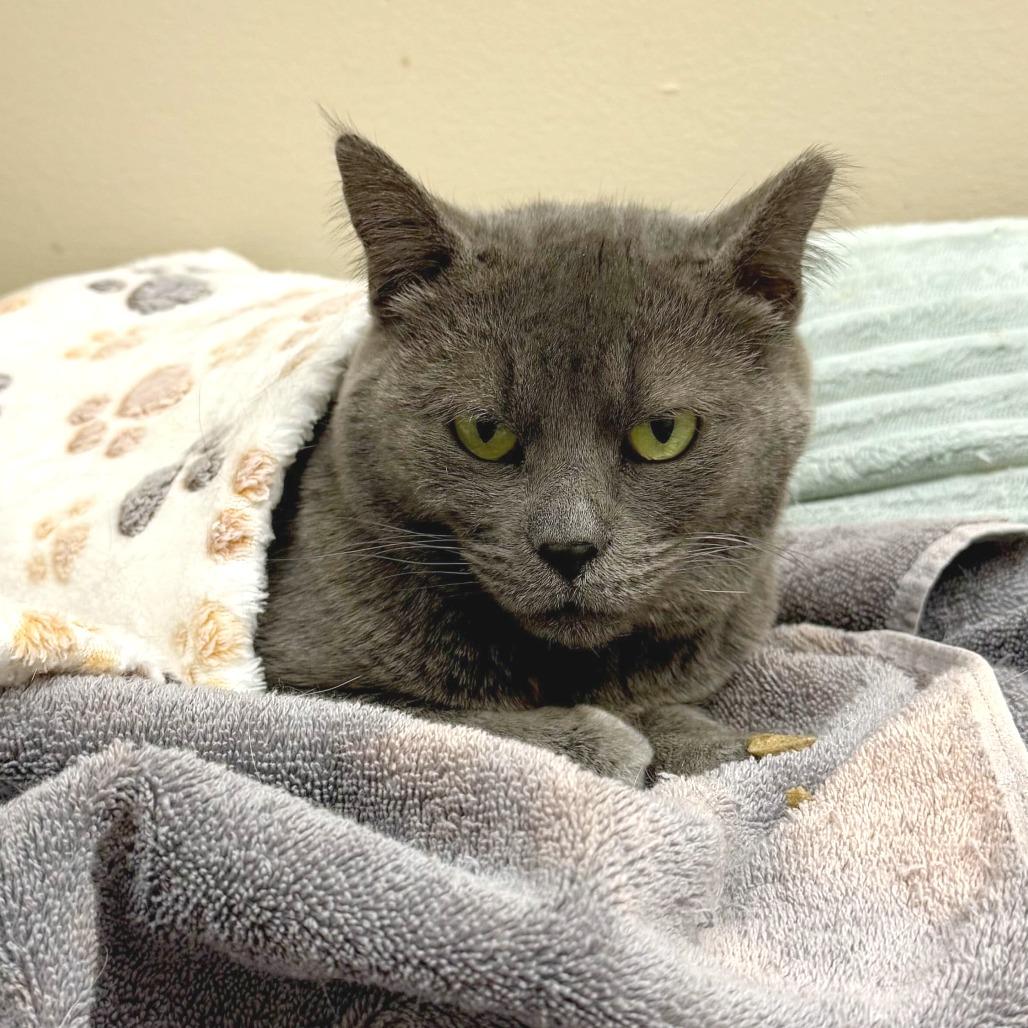 Enlarge Milkdud, a Adoptable Domestic Short Hair in Medina, OH image 3/5